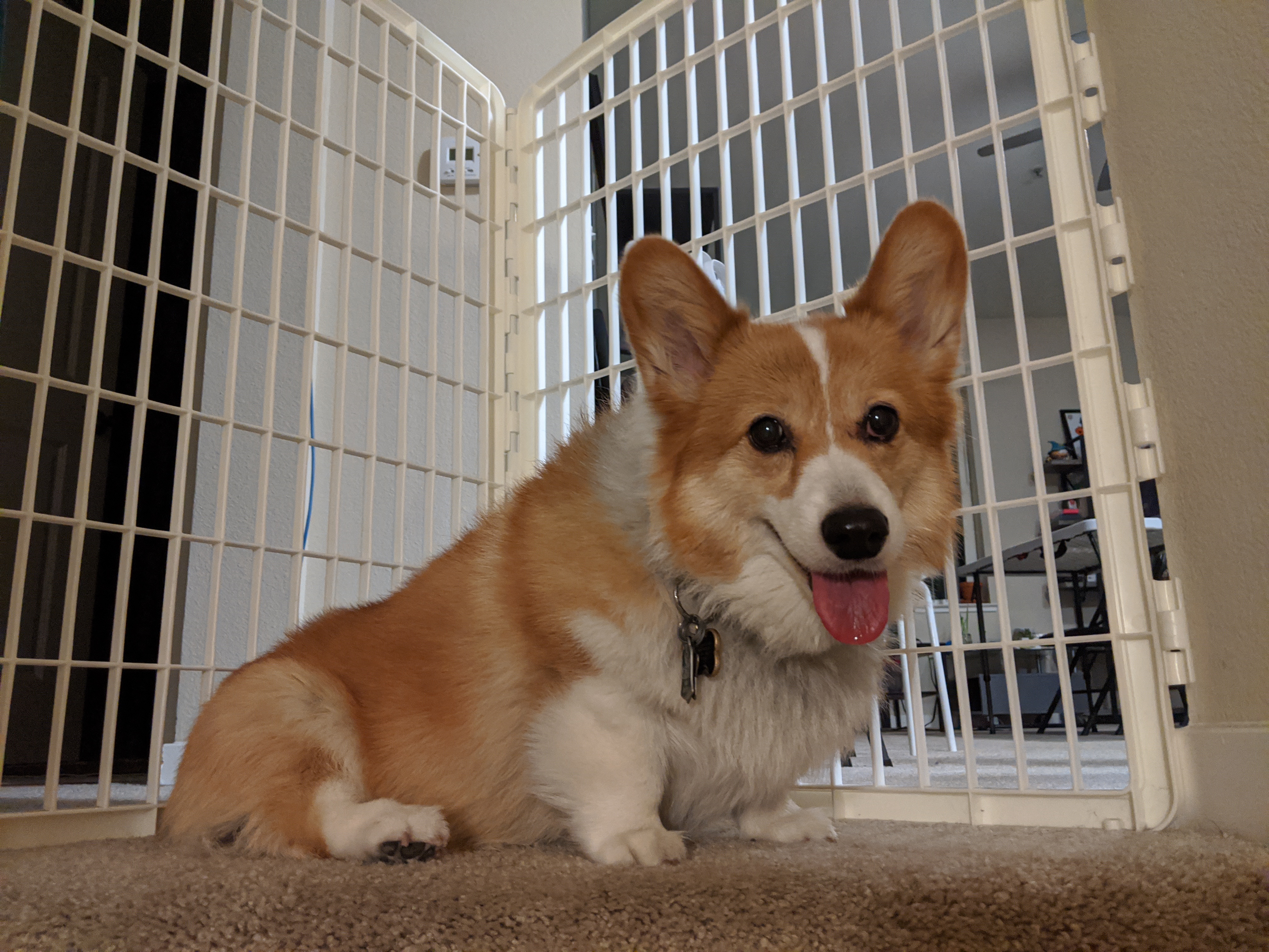 Pancake the dog sitting at the top of the stairs.